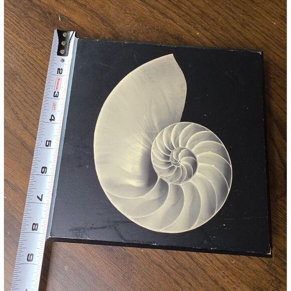 Shell Printed Picture- Jonathan Shuff Photography. Print On Wood 8 x 8 - Picture 2 of 11